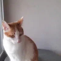 گربه|گربه|رودسر, |دیوار