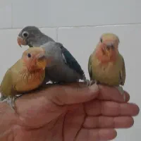 جوجه کوتوله سرلاکی