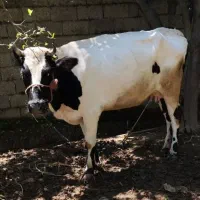گاو وگوساله نر جنس