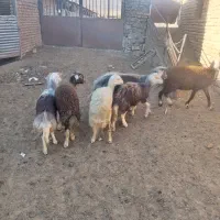 بره ماده چال|حیوانات مزرعه|جلگه رخ, |دیوار