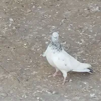 کبوتر تیدی و شیخی و کاشانی