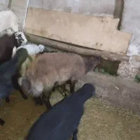 بره نر