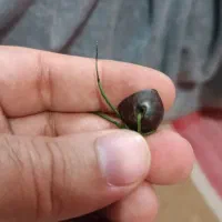 مهره و سنگ سماقی حدید کهنه|بدلیجات|اهواز, چنیبه علیا|دیوار