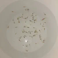 بچه ماهی گوپی