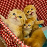 گربه|گربه|گرگان, |دیوار
