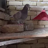 کبوتر آلمانی مسافتی قورگی و سرخریچ