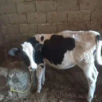 گوساله|حیوانات مزرعه|صحنه, |دیوار