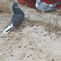 کبوتر زیبا