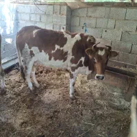 گاو ماده 7 ماه آبستن