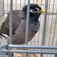 مرغ مینا سخنگو