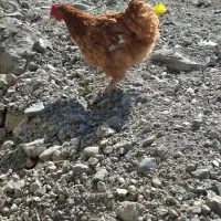 خروس کوشبن بیگ