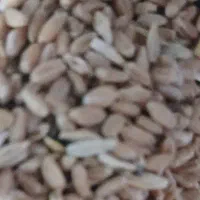 خرید گندم