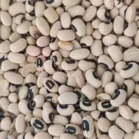 لوبیا|عمدهفروشی|شوشتر, |دیوار