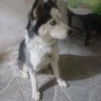 سگ هاسکی باهوش وفادار|سگ|کهریزک, |دیوار