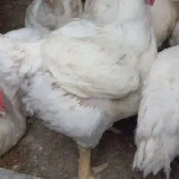 تلفات‌مرغ