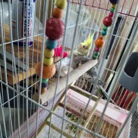 عروس هلندی|پرنده|سیاهکل, |دیوار