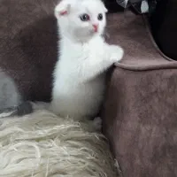 بچه گربه اسکاتیش فولد