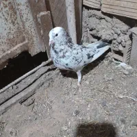 سور|پرنده|بم, |دیوار