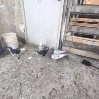 کبوتر|پرنده|شیراز, احمدآباد|دیوار