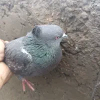 سفید ملقی نر و کاسک ماده|پرنده|زرند, |دیوار