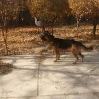 سگ ژرمن نر|سگ|ارژن, |دیوار