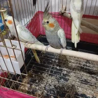 عروس هلندی|پرنده|اشتهارد, |دیوار