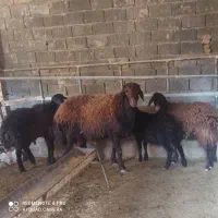 قوچ اصیل قزل افشار