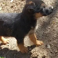 سگ ژرمن دو ونیم ماهه ۶عدد ۳نر و۳ماده هرعدد۱۵ م