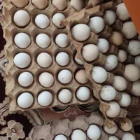 تخم مرغ محلی نطفه دار بشرط