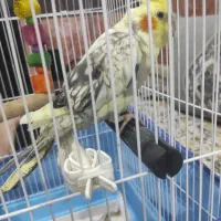 عروس هلندی اهلی