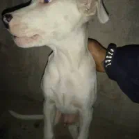 سگ داگو|سگ|فردیس, قریشی|دیوار