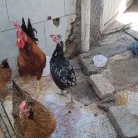 حمیدیه