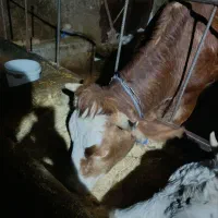 تلیسه گاو گوساله|حیوانات مزرعه|قیدار, |دیوار