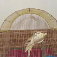 طوطی عروس هلندی لوتینو|پرنده|ارومیه, |دیوار