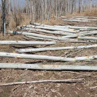 خرید چوب درخت قلمه، دام آغاجی ضایعات در باغ و حیاط|خدمات باغبانی و درختکاری|خوی, |دیوار