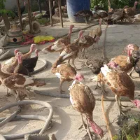 بوقلمون بربرن و برنز