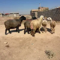 میش و قوچ بختیاری اصل. زرند
