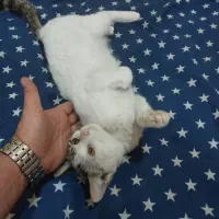 واگذاری گربه نر 5 ماهه دستی و خونگی|گربه|شیراز, شهرک گلدشت محمدی|دیوار