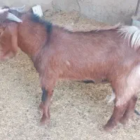 کهره نر بز آبست