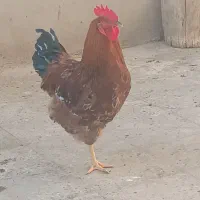 خروس محلی|حیوانات مزرعه|رباط‌کریم, شترخوار|دیوار