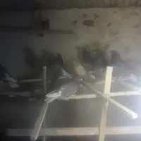 کبوت پرشی|پرنده|ابریشم, |دیوار