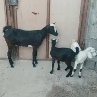 کهره جمولی اوس با بچه نر ماده بزرگ