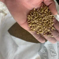 جو تمیز