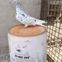 کبوتر|پرنده|کارون, |دیوار