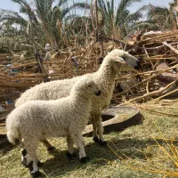 میش بره مالداری