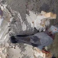 کبوتر سبز کاکل