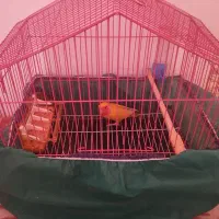 کوتوله برزیلی دره شهر|پرنده|دره شهر, |دیوار