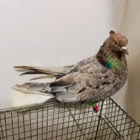 کبوتر هفترنگ دم سفید جفت|پرنده|مشهد, انقلاب|دیوار