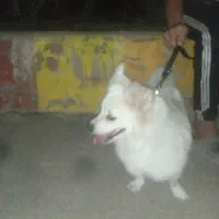 سگ اشپیتز