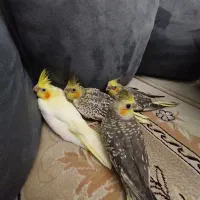 عروس هلندی ۶ ماهه